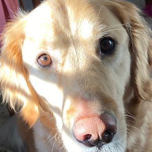 Meet your Posher, Lindsey